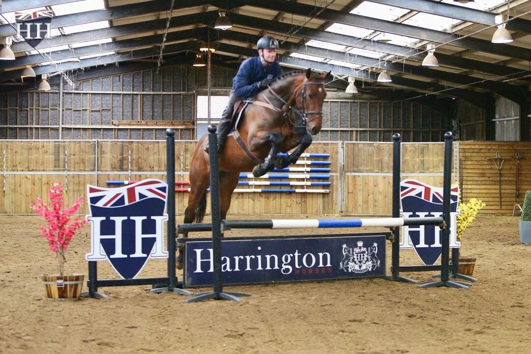 Harrington Horses (@Harringtonhorse) / Posts / X