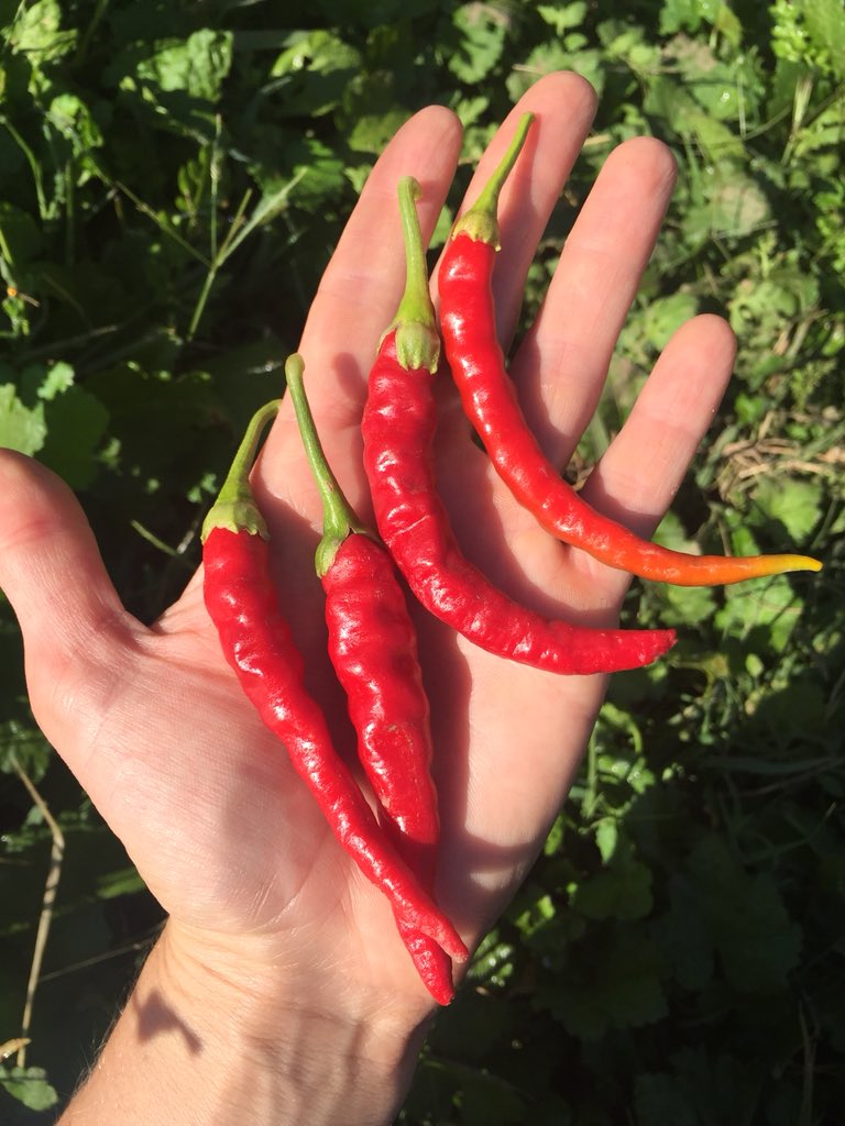 LacookAchile's tweet photo. Estas maravillas son pimientos de cayena cultivados desde la semilla para cocinar con ellos 🌶💚👩🏻‍🌾 #lacooka #conservas #huerta https://t.co/wvxoH7kc7F