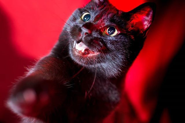 jjdarling's tweet photo. Monday Morning Kitten Therapy: Angry About the Weather edition. #mmkt
.
.
.
#kittensofinstagram #catsofinstagram #catstagram #petportrait #curie #strobist #offcameraflash #gels #red https://t.co/3lxSM4uTJq https://t.co/oVrtg4hYSX