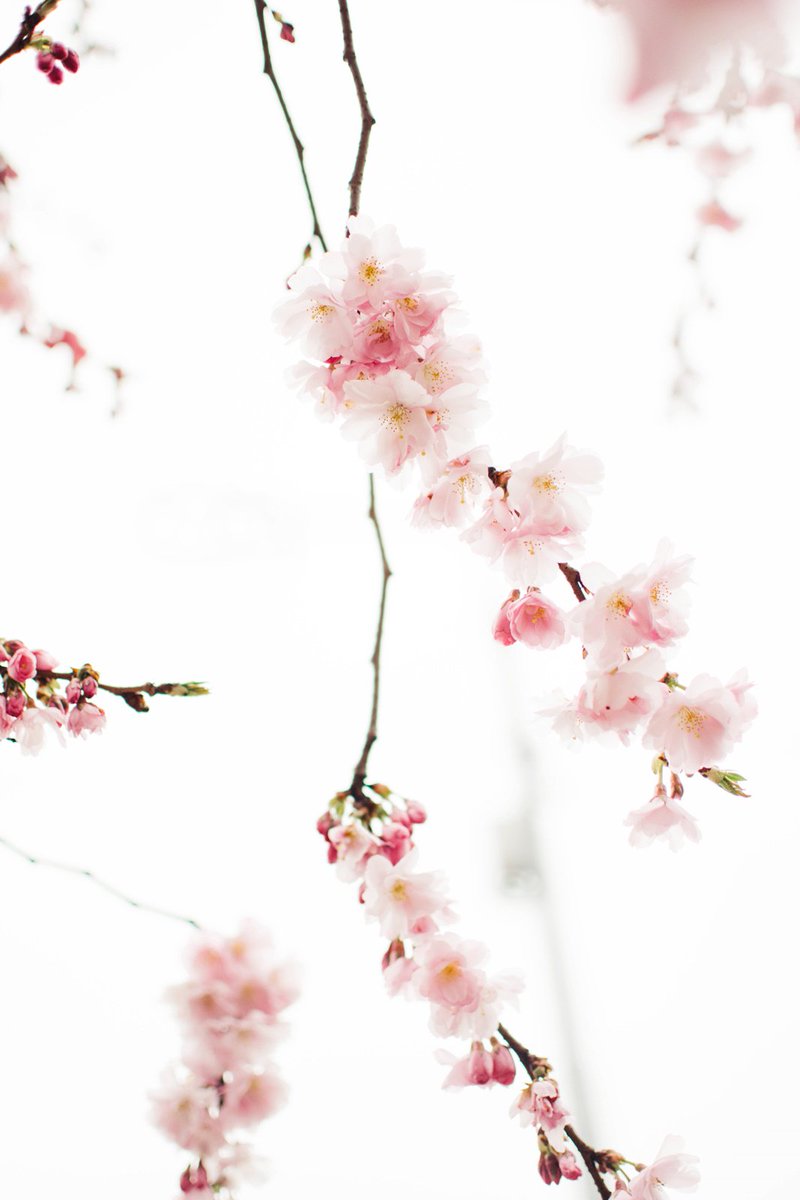 kuycalove's tweet photo. spring, actually https://t.co/PZsZMtw5r7