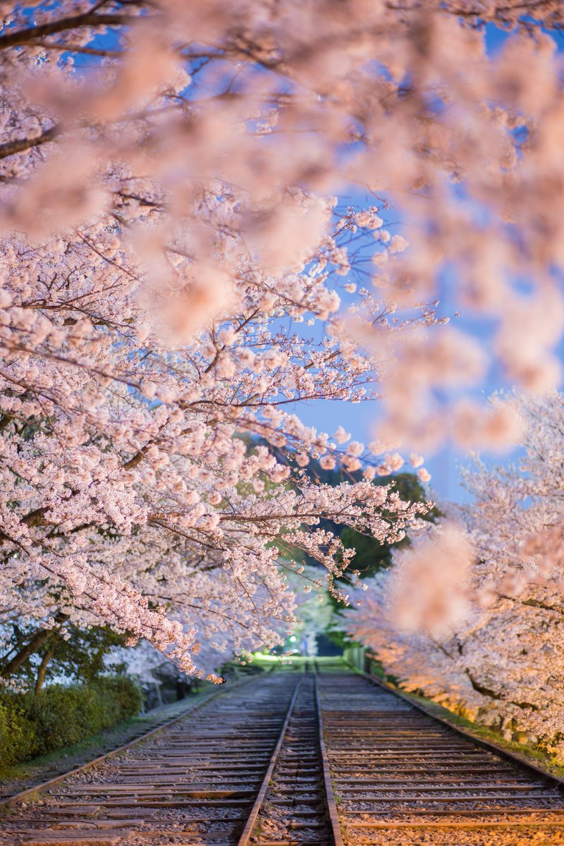 うさだぬ 京都写真 A Twitter 京都 桜巡り 先日 桜巡りをしてきました 6ヵ所ほどがっつり回ったので その中でも特に良かった４枚をご覧ください 1 廃線と夜桜 2 水路と舞い散る桜 3 夜桜リフレクション 4 土手の桜並木 桜祭り Tcc桜ツイート 桜 チーム