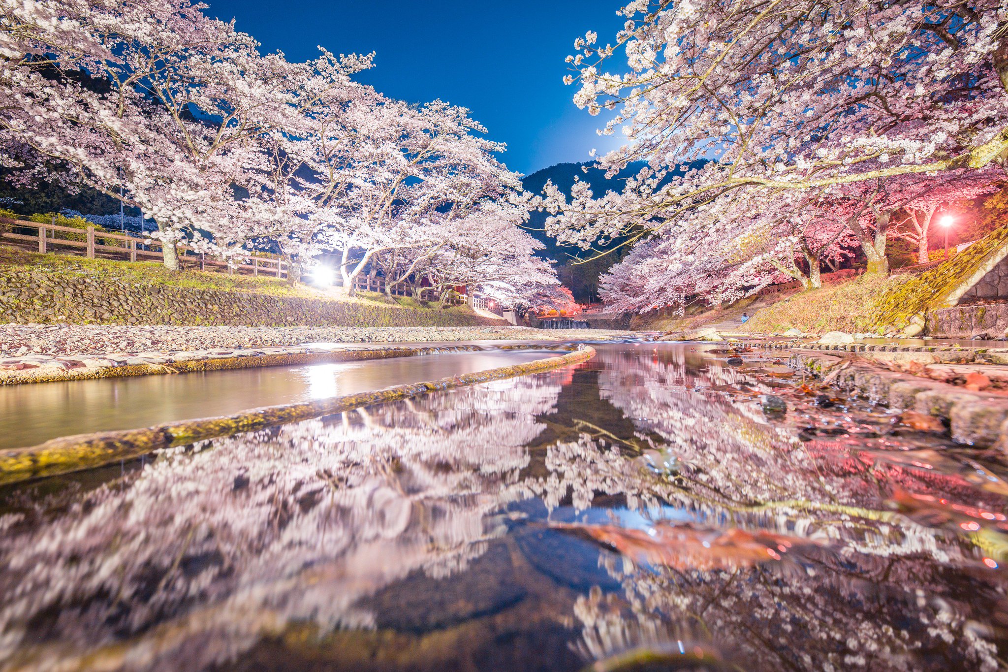 うさだだぬき A Twitter 京都 桜巡り 先日 桜巡りをしてきました 6ヵ所ほどがっつり回ったので その中でも特に良かった4枚をご覧ください 1 廃線と夜桜 2 水路と舞い散る桜 3 夜桜リフレクション 4 土手の うさだだぬき A Twitter 京都 桜巡り 先日 桜巡りをしてきました 6ヵ所ほどがっつり回ったので その中でも特に良かった4枚をご覧ください 1 廃線と夜桜 2 水路と舞い散る桜 3 夜桜リフレクション 4 土手の