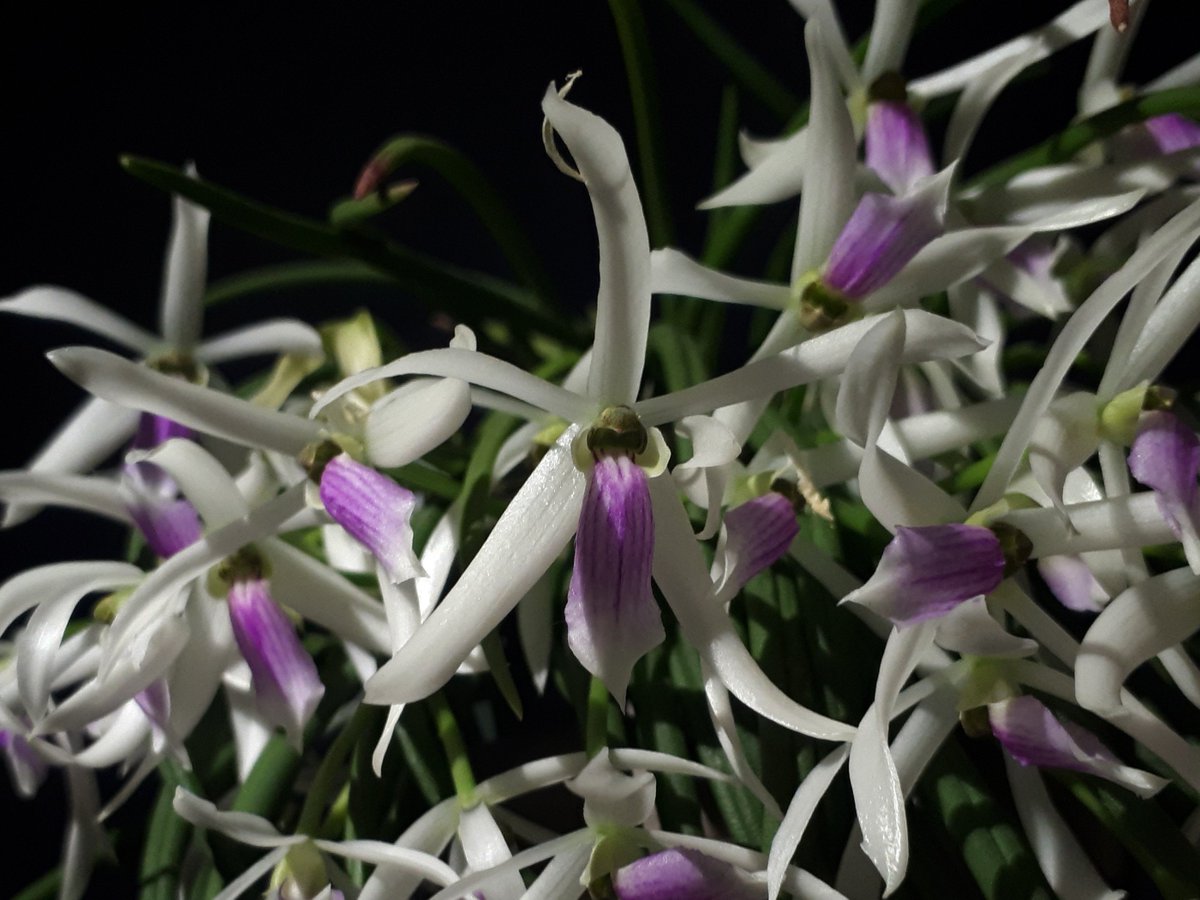 OdMorchid's tweet photo. #Leptotes bicolor
#Orchidée d'un membre OdM/ OdM member #orchid
#Photo #Pic #flower #fleur #mtl #qc https://t.co/RLb9iBVWSF