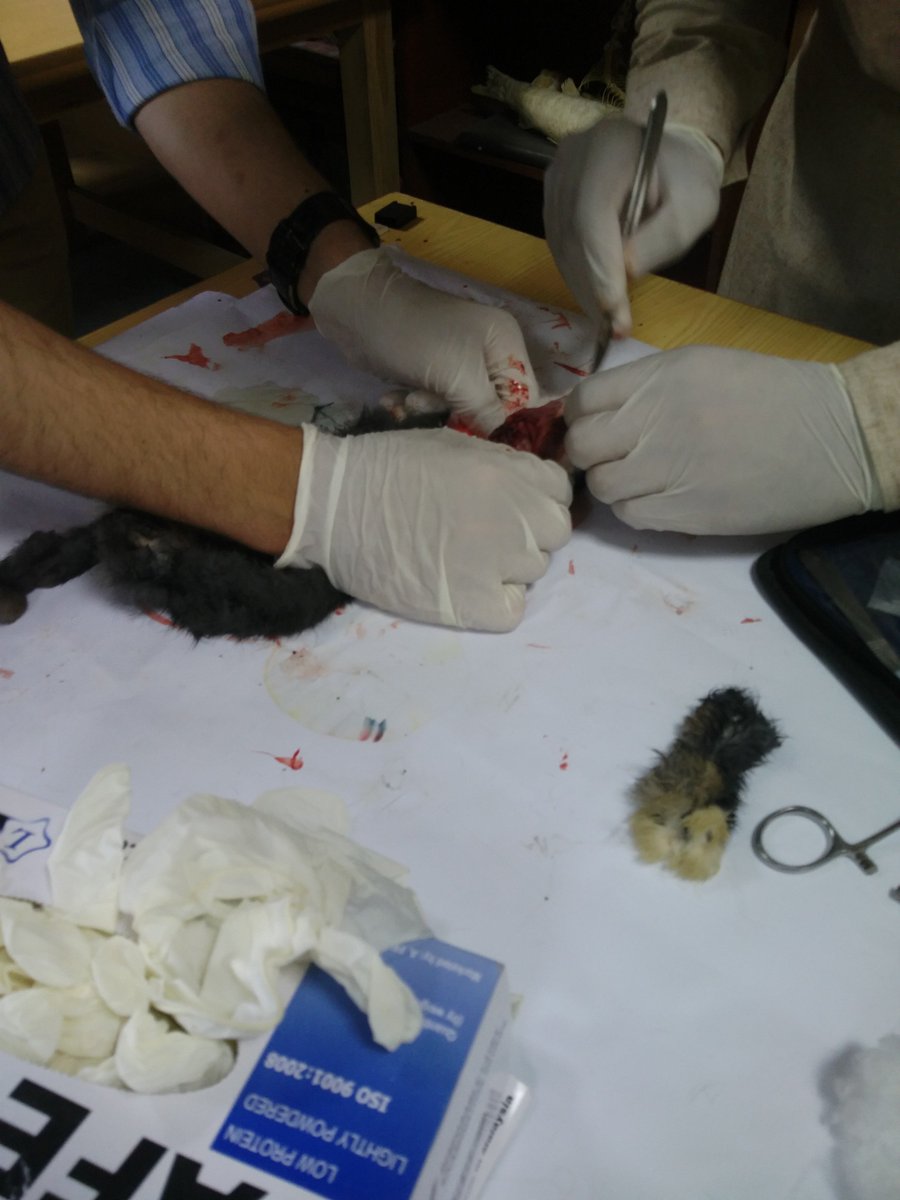 noorsyed5353's tweet photo. Today our LAb work in university (stuffing of Rabbit) @Itsfk2002 #LabWork #StuffingOfRabbit #GeneticsEngineering #GeneticsLabWork https://t.co/k0cQCrTTSt
