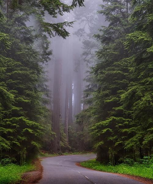 BackdropStore's tweet image. Forest Backdrop buff.ly/2EcBCmX