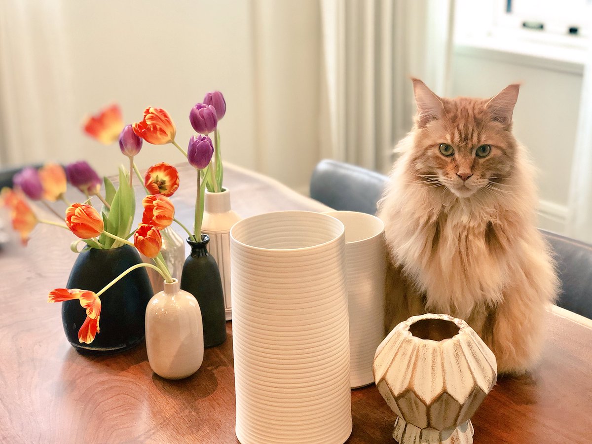 The perfect Spring centerpiece? OBVIOUSLY 😸