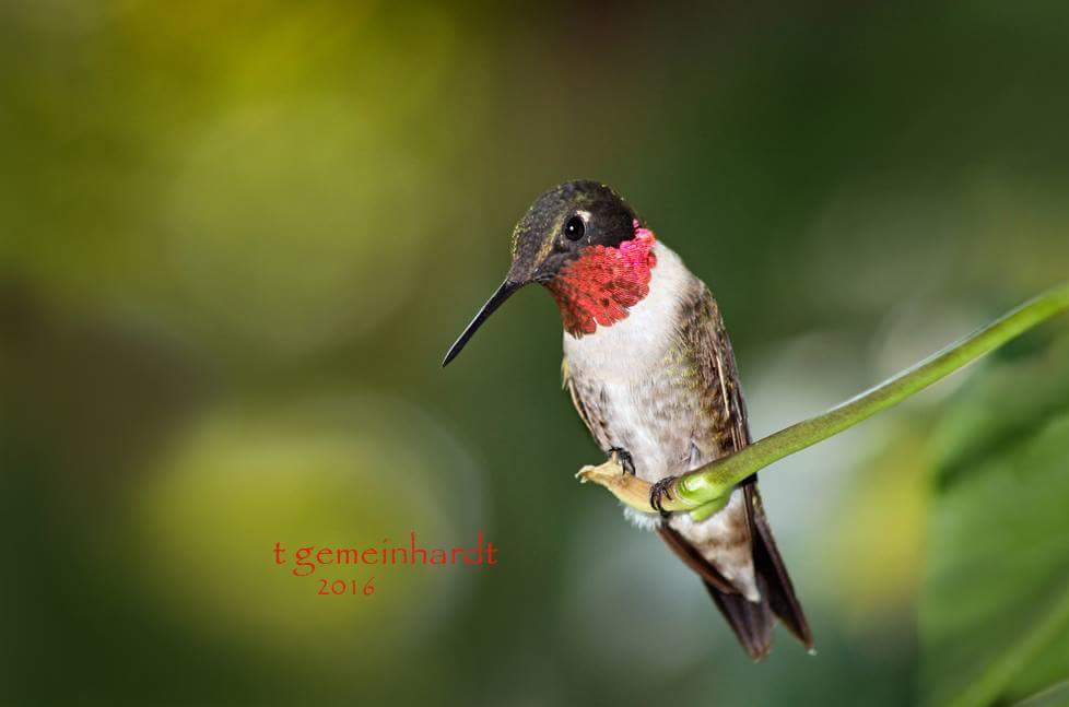 Lbl Nature Station On Twitter Habitathelpers Get Ready For