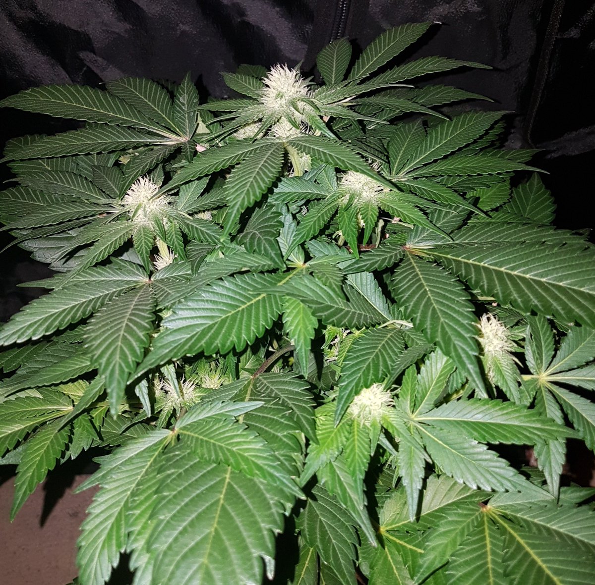 GoldBlondBeach's tweet photo. Transformers LaEvolucióndelClon 2a parte #Relax #Love #Afghanistan #Kush #PinkCheese #Lol see you soon my #GreenFriends... https://t.co/GDJ81B8AnP