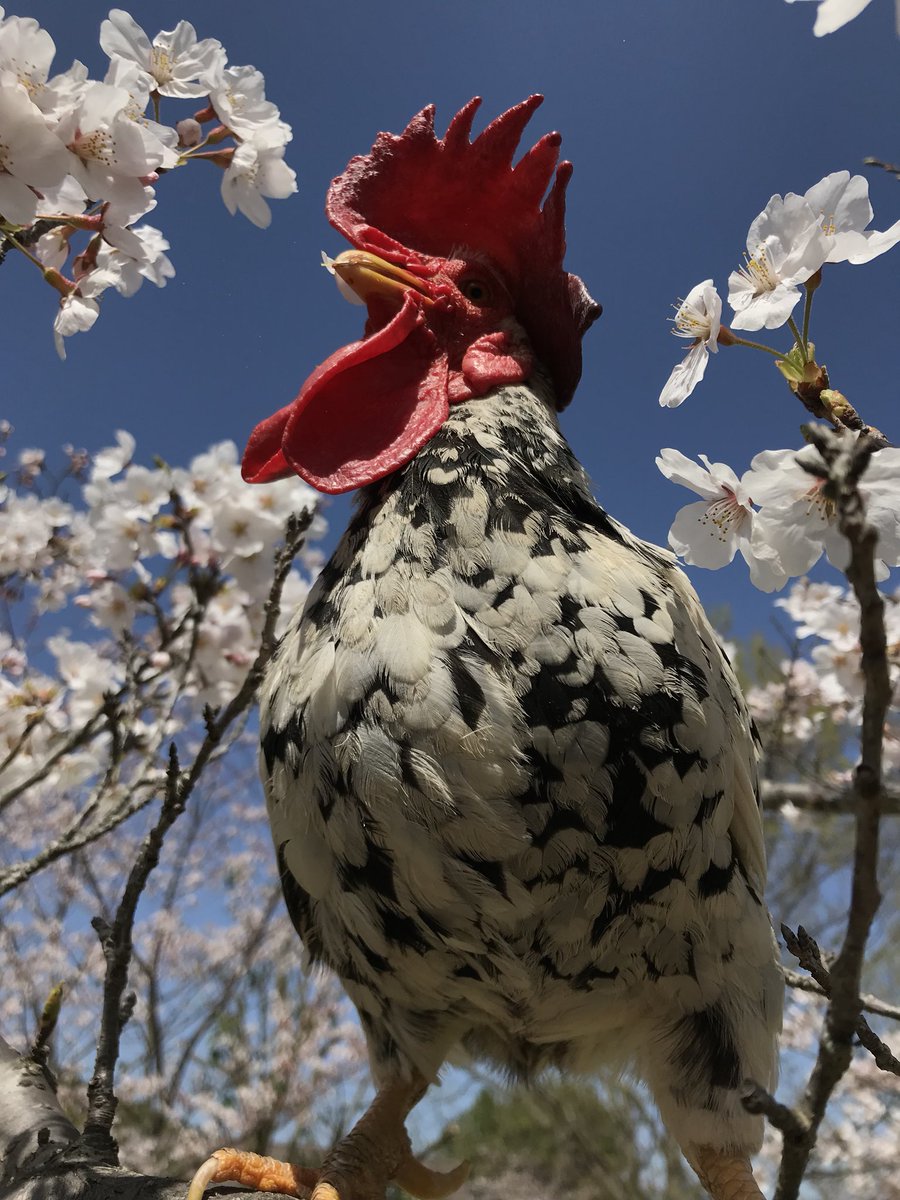 桜と🌸ニコちゃん❤️
隠れてる

最後は風に吹かれてる❤️