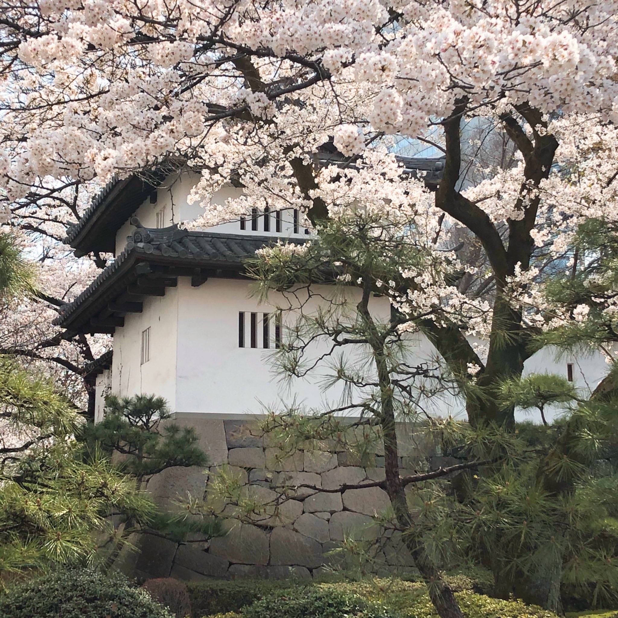 Eastゆっち 先週のお花見 高崎駅近くの城址公園から高崎公園へ行く途中 群馬県高崎市 高崎城址公園 桜 お花見 T Co Fvx6ku8fc1 Twitter Eastゆっち 先週のお花見 高崎駅近くの城址公園から高崎公園へ行く途中 群馬県高崎市 高崎城址公園 桜 お花見 T Co Fvx6ku8fc1 Twitter