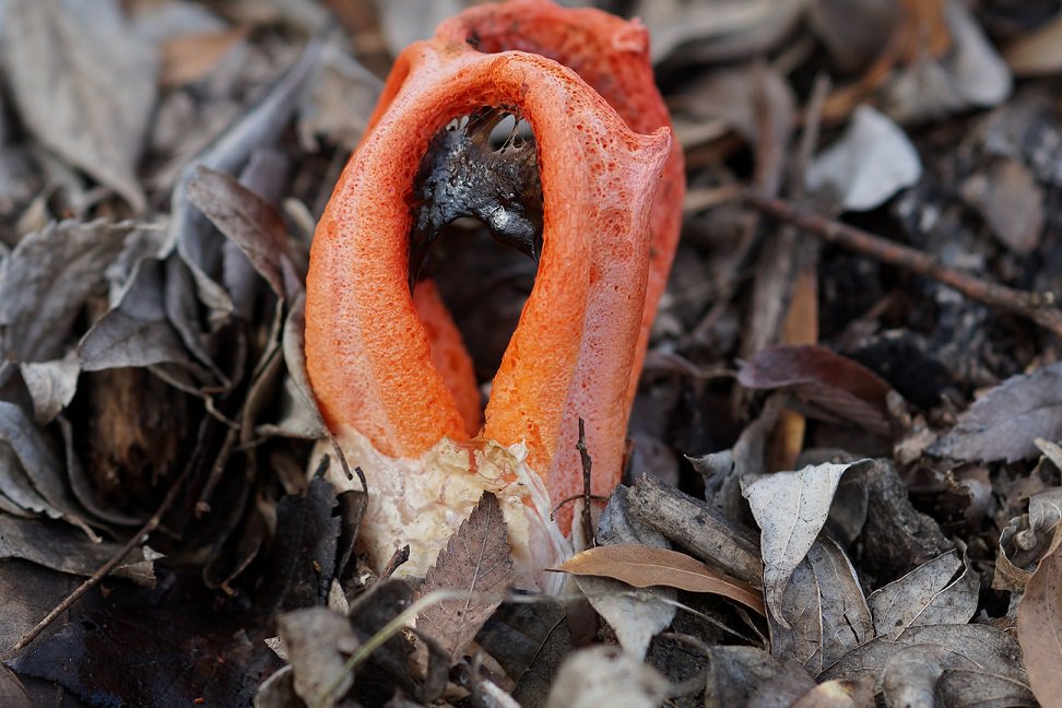 TX Gulf Coast Master Naturalist tweet media