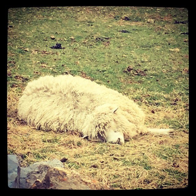 Has Monday got you down?  We’re got a cure for that!  This month only, save $15 on your annual pass purchase when you visit the Museum.  #sheepoftwitter #livinghistory #stauntonva #ShenandoahValley #wooldaysarecoming