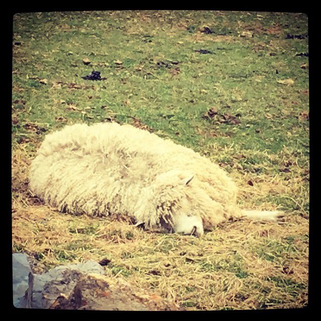 Has Monday got you down? We’re got a cure for that! This month only, save $15 on your annual pass purchase when you visit the Museum. #sheepoftwitter #livinghistory #stauntonva #ShenandoahValley #wooldaysarecoming