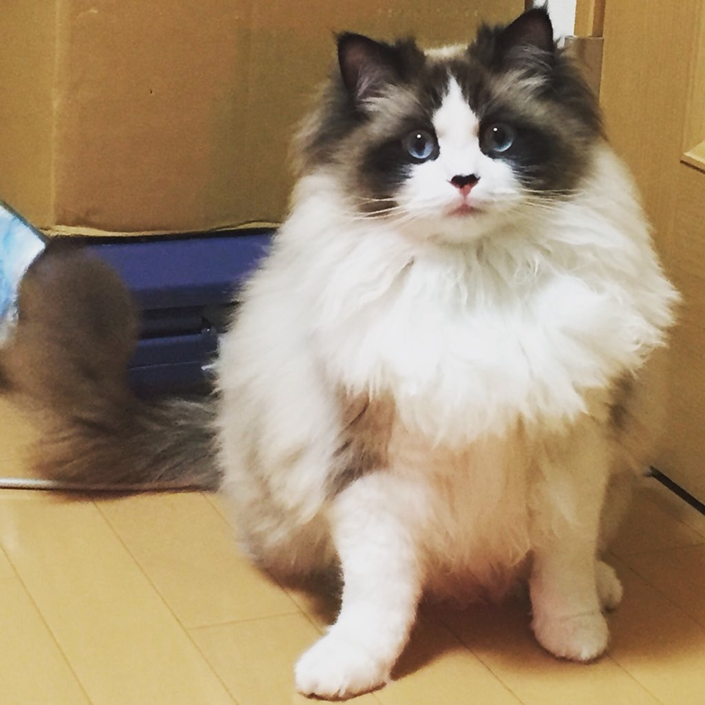 ceres1117's tweet photo. 今日はパリスの誕生日。
1年でこうなりました。 https://t.co/xm5tkaMXuT