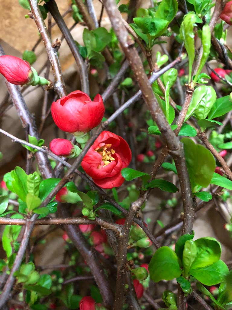 RachelChoFloral's tweet photo. Today's #MarketMonday find: Red Quince branch ๐ #florist #flowerfinds #flowers #redquincebranch #pretty #marketflowers https://t.co/3IkvYylHH5