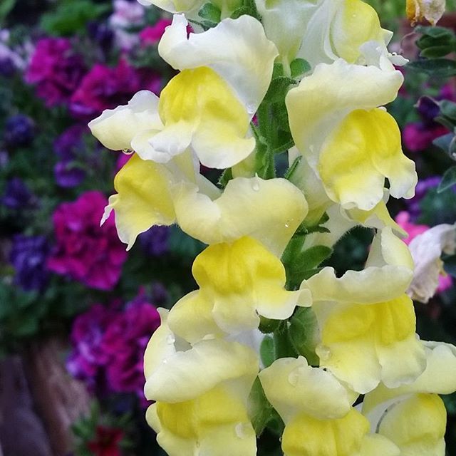 StarNursery's tweet photo. Little Monday pick-me-up!
#spring #springgarden #gardening #garden #flower #flowerslovers #flowers #springhassprung #springtime #flowerstagram #springweather #flowering #flowers #snapdragon #forthepollinators #pollinatorgarden #pollinators #weheartbees … https://t.co/BI7zrHpe1n https://t.co/F8e0ZLUDxh