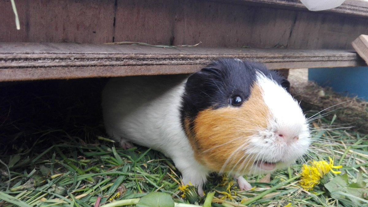 mr_kaizen's tweet photo. Have a nice dinner! Like me 😉 #piggie #guineapigs #PetsAreFamily #pets #cavy #guineapigeating #dinner https://t.co/G71pUqEbpo