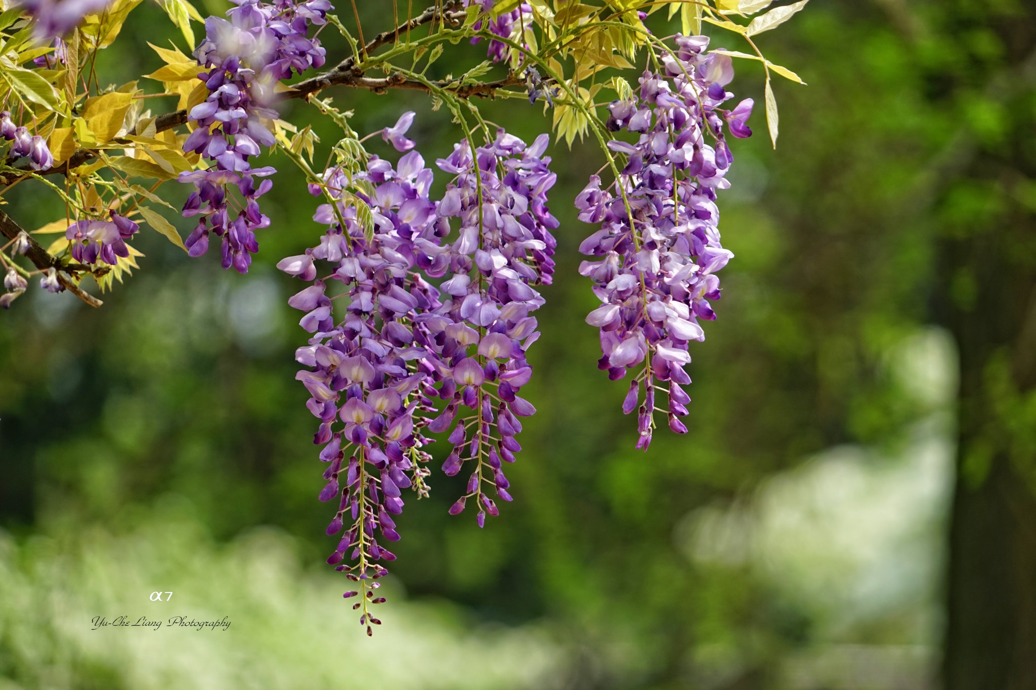 Yu Che Liang Sur Twitter 紫藤花 人比花多 台湾 写真好きな人と繫がりたい 写真撮ってる人と繋がりたい 紫藤花 桃園市 Taoyuan T Co E2bei5dukq Twitter