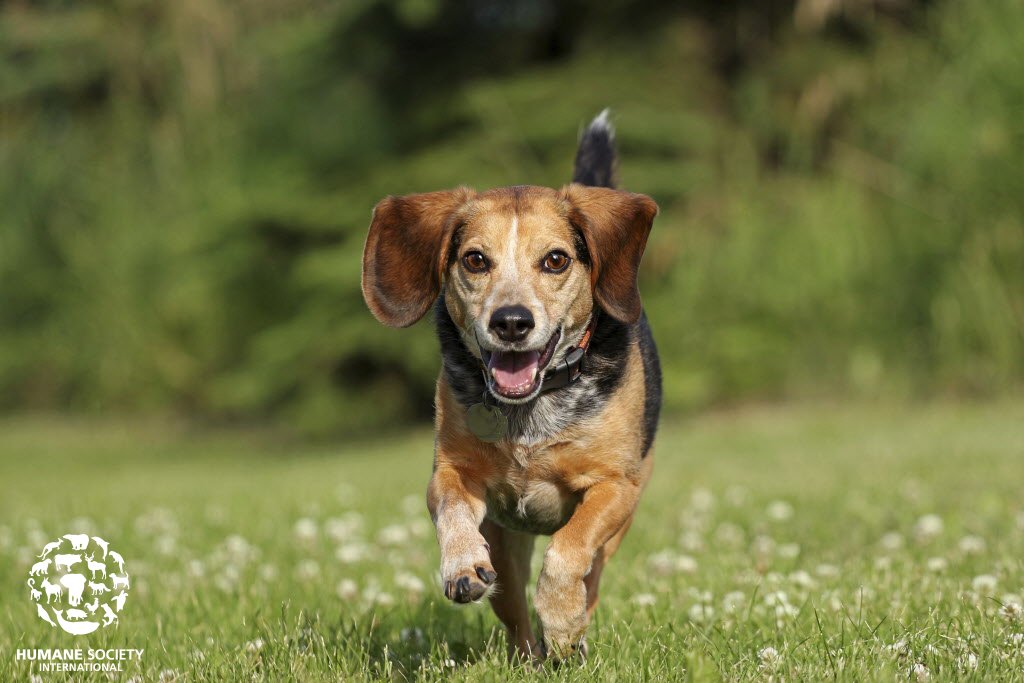 humaneworldnews's tweet photo. Victory! 👏Japan abolishes its year-long pesticide poisoning tests, where beagles are poisoned before being killed &amp; dissected. We commend the Japanese government for eliminating this unnecessary test &amp; saving countless dogs from a brutal death. Details: https://t.co/tiDUdxPUo5 https://t.co/pRkO3j30Gi