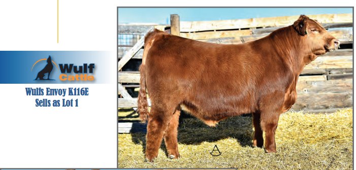 WulfCattle's tweet photo. Take a look at Lot 1! Wulfs Envoy K116E was our lead off bull in our 2018 Denver Carload beefisourbusiness #letstalkbeef #MNLimousin #MNbeef
https://t.co/afbqD1iGuu https://t.co/X5MSBTRlvL