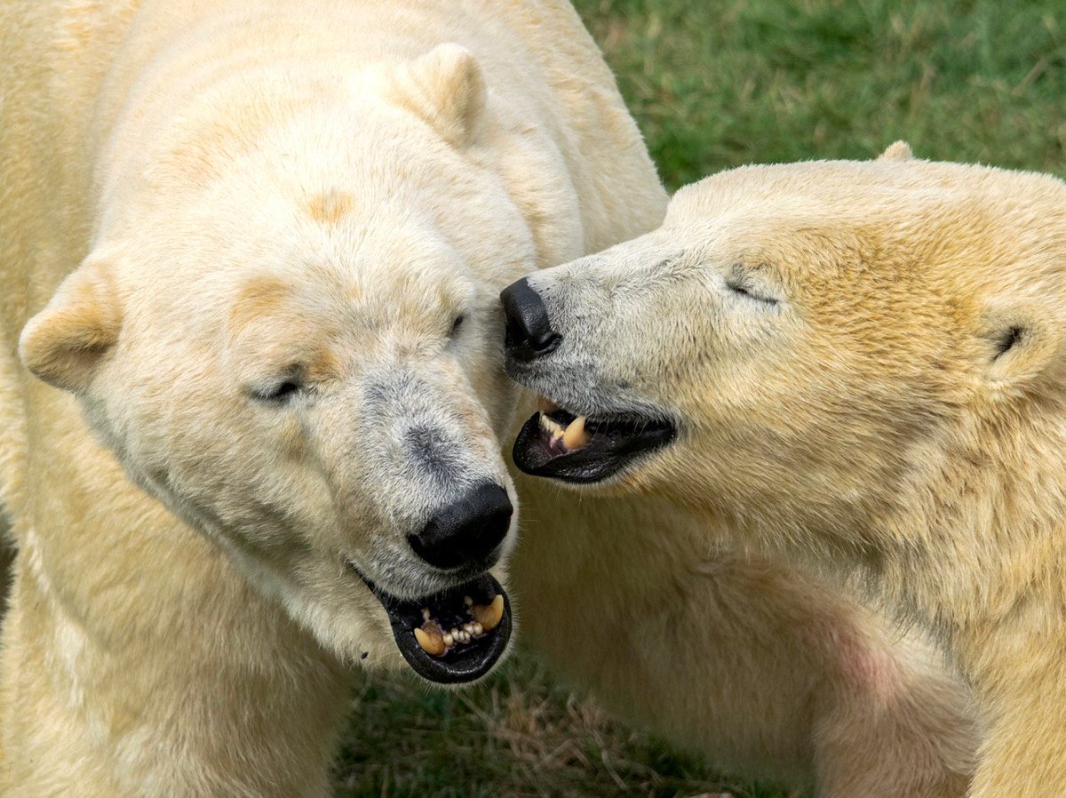 YorkshireWP's tweet photo. Enter our MEET A POLAR BEAR competition today!

There is still chance to WIN this once-in-a-lifetime opportunity to meet &amp; feed a real life Polar Bear!  RT, ❤️&amp; 💬 

Winner announced week commencing April 9th 2018. Good luck! 👍 

Click here for T&amp;Cs - 
https://t.co/fY51rmMkuF https://t.co/t0ptFG9912