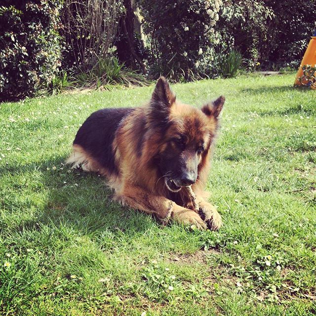 dogsitterfede's tweet photo. Shon.....😎😎😎
.
.
.
.
.
.
.
Shot by @federicoluconi
#dog #dogs #dogsitter #dogsitters #dogsitterfederico #pets #doglover #dogsittermatrimoni #cucciolo #dogsitterlife #lovedogs #igersitalia #pistoia #vitadacani #dogsitting #instadog #prato #lucca #fire… https://t.co/WlK7PswobB https://t.co/6vCPynWcI2