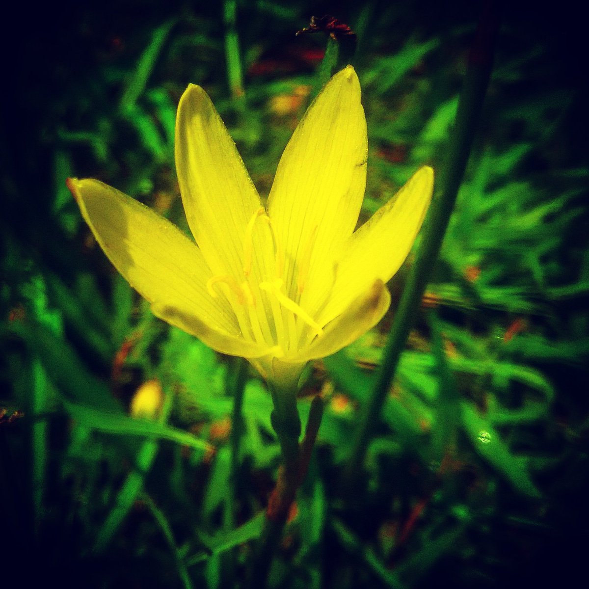 RY__Films's tweet photo. Mi 1s shoot out
@xiaomi
@XiaomiIndia
#ryphotography #ryclicks #ryfilms #nofilterneeded #nofilter #dslr #photography #mobilephotography #mi #phono #phonography #miphoto #click #random #ramdompic #shot #flowers #photo #pic #wallpaper #videographer #rohityadav #rohityadavfilms https://t.co/vjrOp5e5Vo