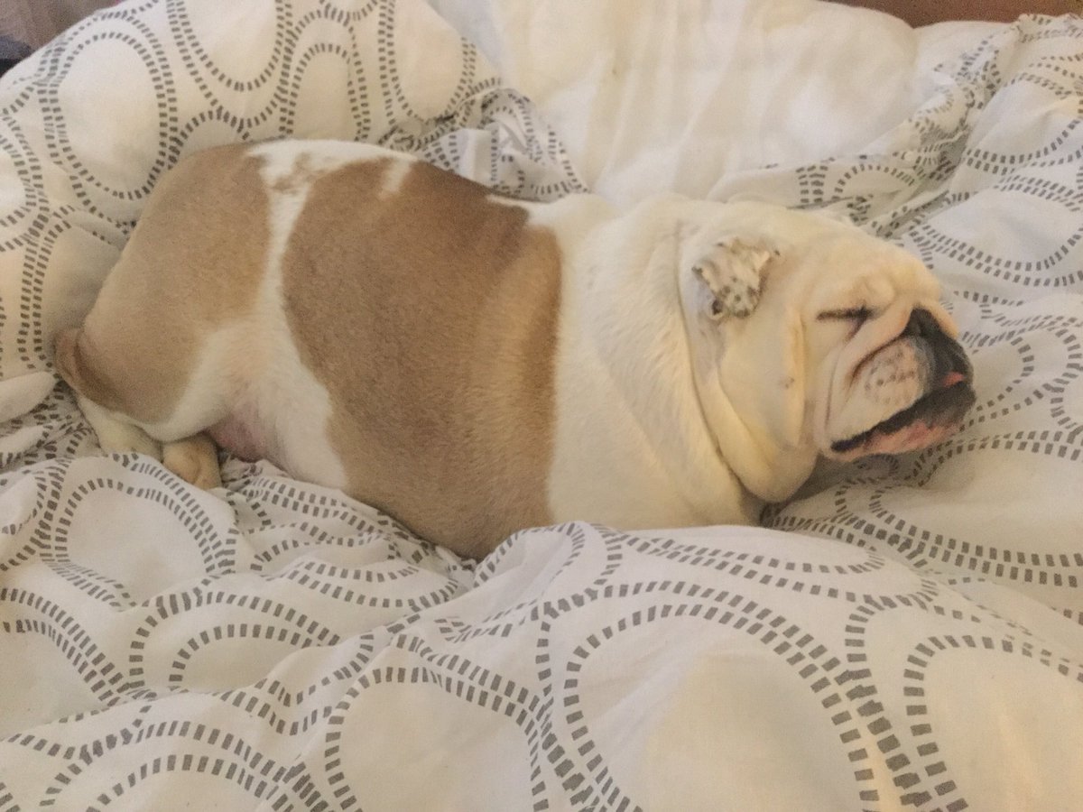 collectibulldog's tweet photo. #f4f #cute #bulldog #follo4folloback #Follow2BeFollowed #follobackforfolloback #follow4follow #followforfollow #followback #follospree https://t.co/qnSRTtk0Ym