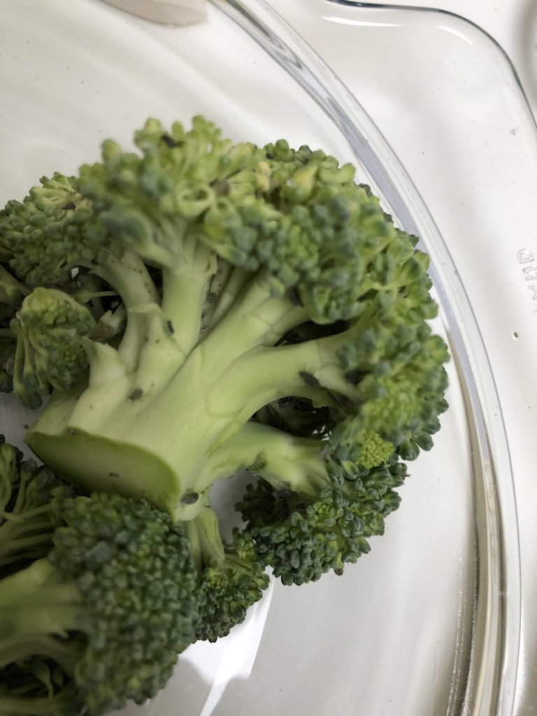 benwwest's tweet photo. @sainsburys just cut into a broccoli bought earlier today - full of bugs 🤢🤢 https://t.co/7fKbnL93M5