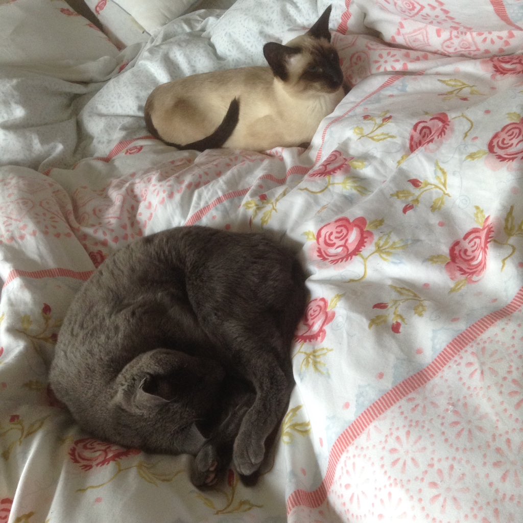RealNatashaB's tweet photo. @rickygervais Night night from Betty and Iris. https://t.co/iXUYq0MSwu