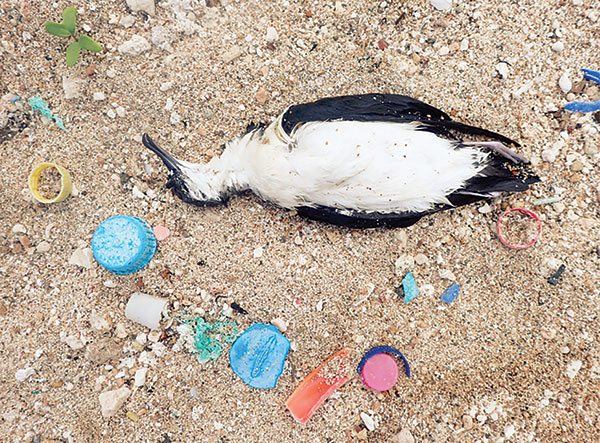 #JustPosted 'Marine debris is a threat to CNMI' - saipantribune.com/index.php/mari…