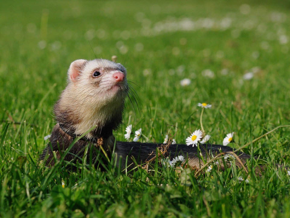EarthDayJax's tweet photo. Happy Ferret Day! Ferrets are wonderful, trainable pets who enjoy hiding objects https://t.co/8QuTypJq21