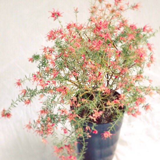 ライフ・エコ on Twitter: