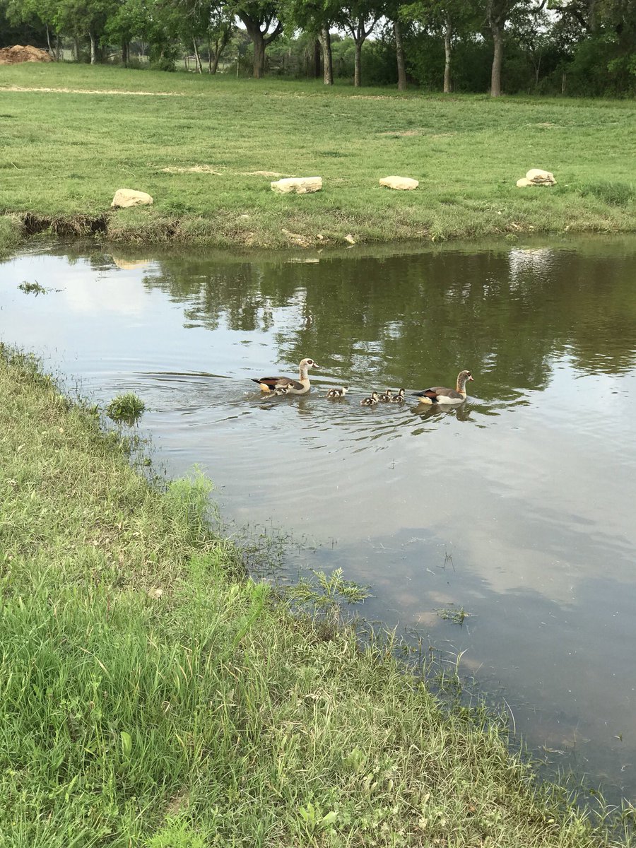 TejasRodeo's tweet photo. Going for a swim in the Tejas pond 🦆 #justkeepswimming #Ducks https://t.co/ryieXrMKD1