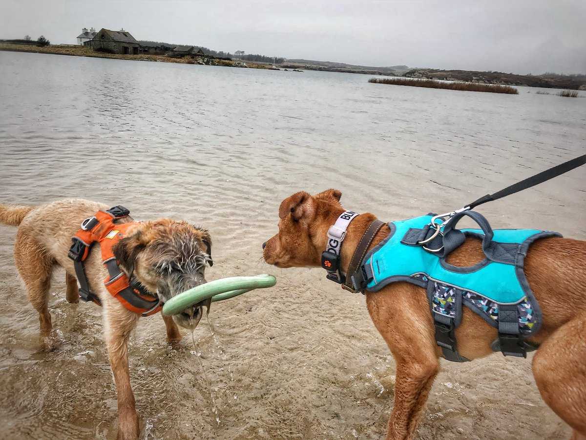 the_wonderdogs's tweet photo. Today we took Amos to play on the beach for the first time! He loved it! Momma’s updated the #dogblog about it - the link is in our Bio! #dogblogger #adventuresoftoby #tobythewonderdog #amosthegreat #blinddog #blinddogadventures #tobyyonekenobi @RuffWear_UK @PitPatPet #btposse https://t.co/54KyGqJNst