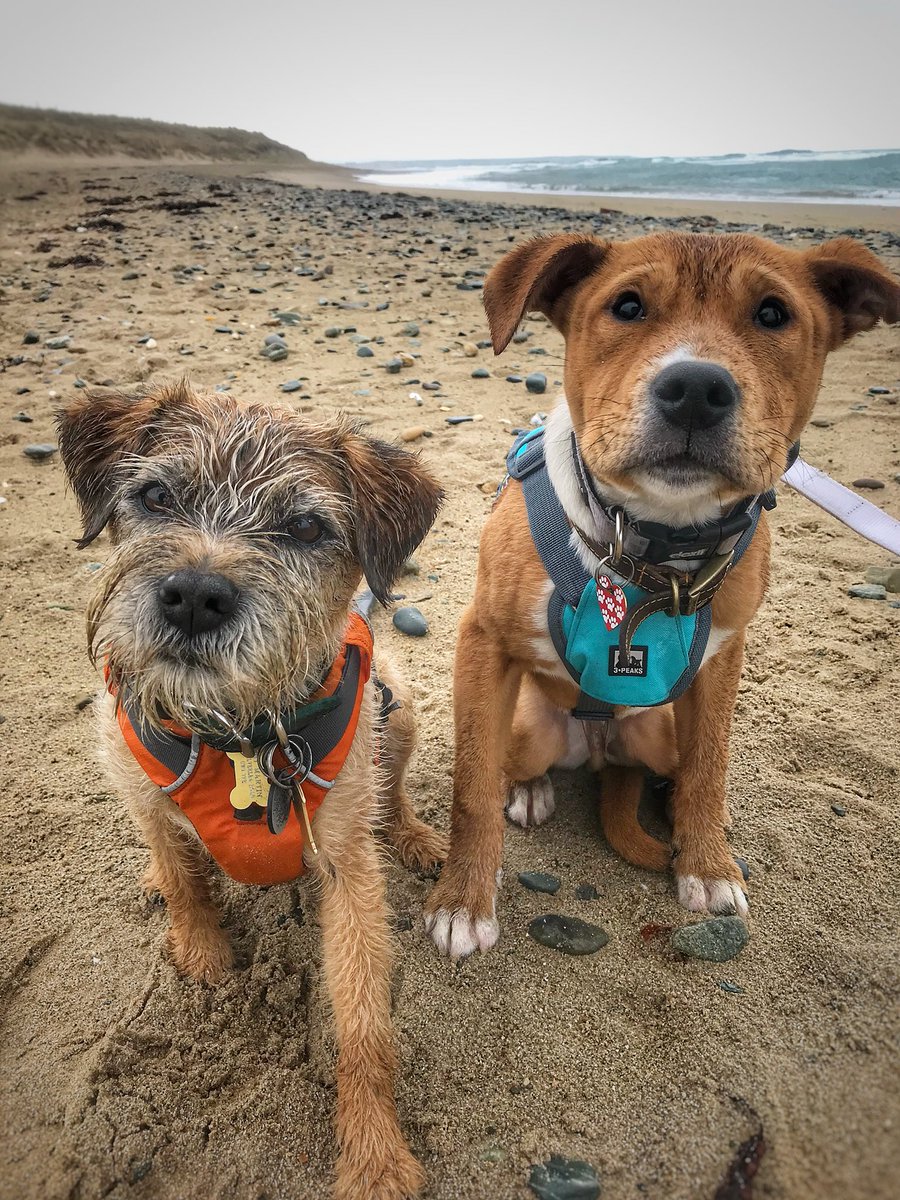 the_wonderdogs's tweet photo. Today we took Amos to play on the beach for the first time! He loved it! Momma’s updated the #dogblog about it - the link is in our Bio! #dogblogger #adventuresoftoby #tobythewonderdog #amosthegreat #blinddog #blinddogadventures #tobyyonekenobi @RuffWear_UK @PitPatPet #btposse https://t.co/54KyGqJNst