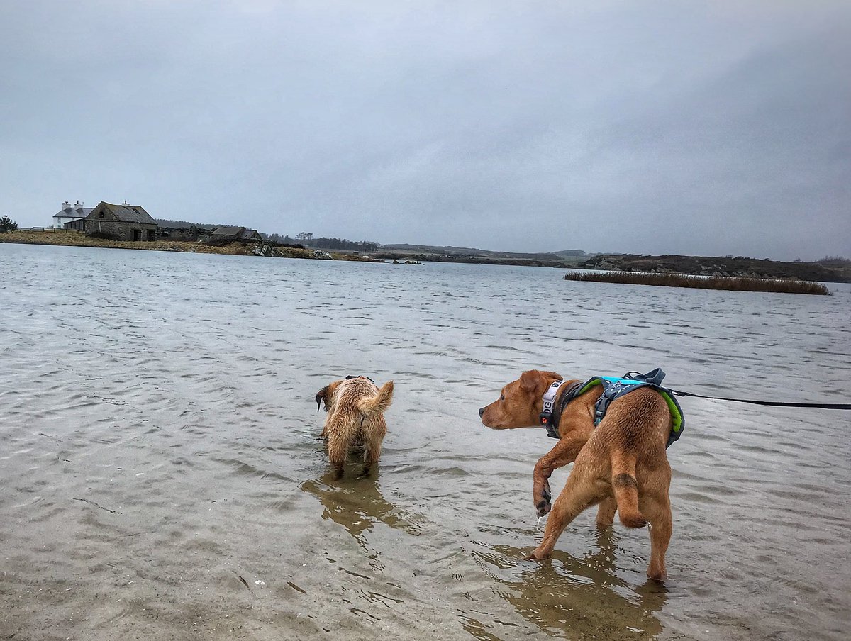 the_wonderdogs's tweet photo. Today we took Amos to play on the beach for the first time! He loved it! Momma’s updated the #dogblog about it - the link is in our Bio! #dogblogger #adventuresoftoby #tobythewonderdog #amosthegreat #blinddog #blinddogadventures #tobyyonekenobi @RuffWear_UK @PitPatPet #btposse https://t.co/54KyGqJNst