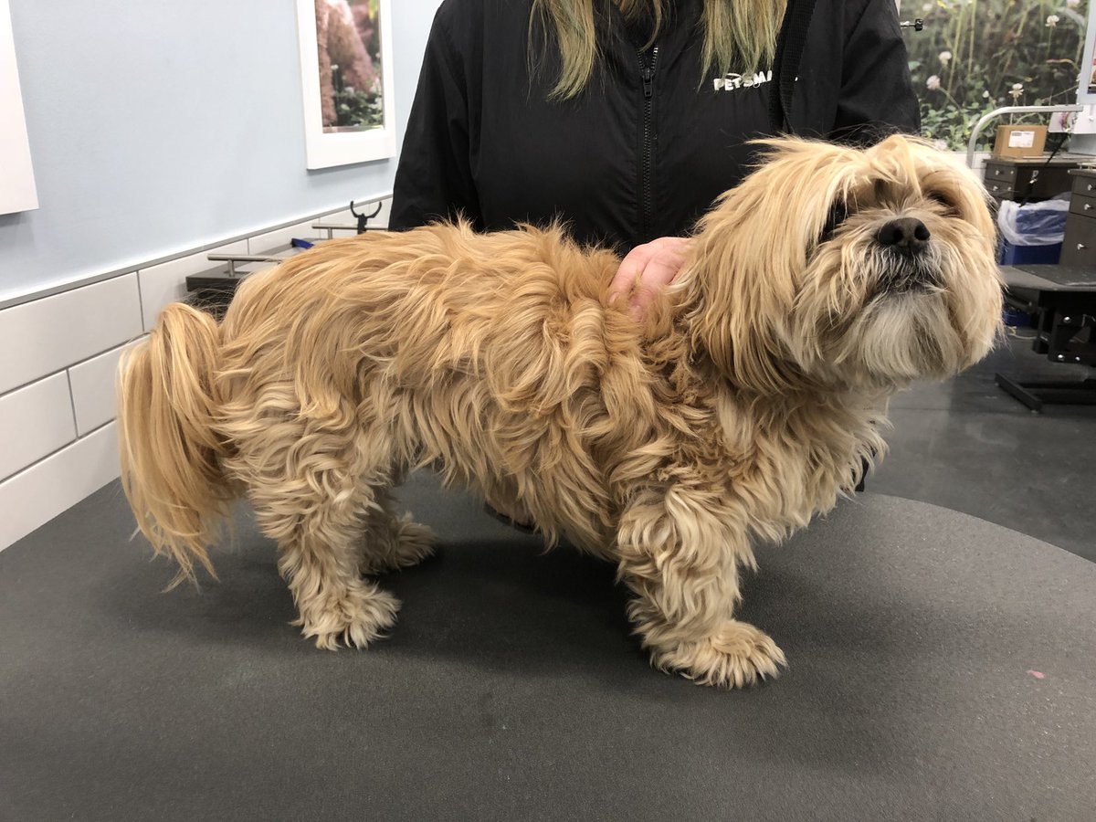 Buddy 🐾 Stylist: Andi category: Makeover. 2702 #northeastgrooming  @LauraG_DAT
