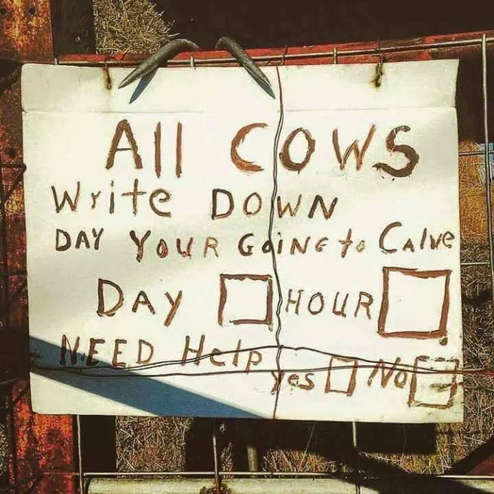 BeefUSA's tweet photo. Are your cows making calving season easy for you by letting you know when to expect new calves? (We sure wish they would!) https://t.co/z1bH8XuTpY