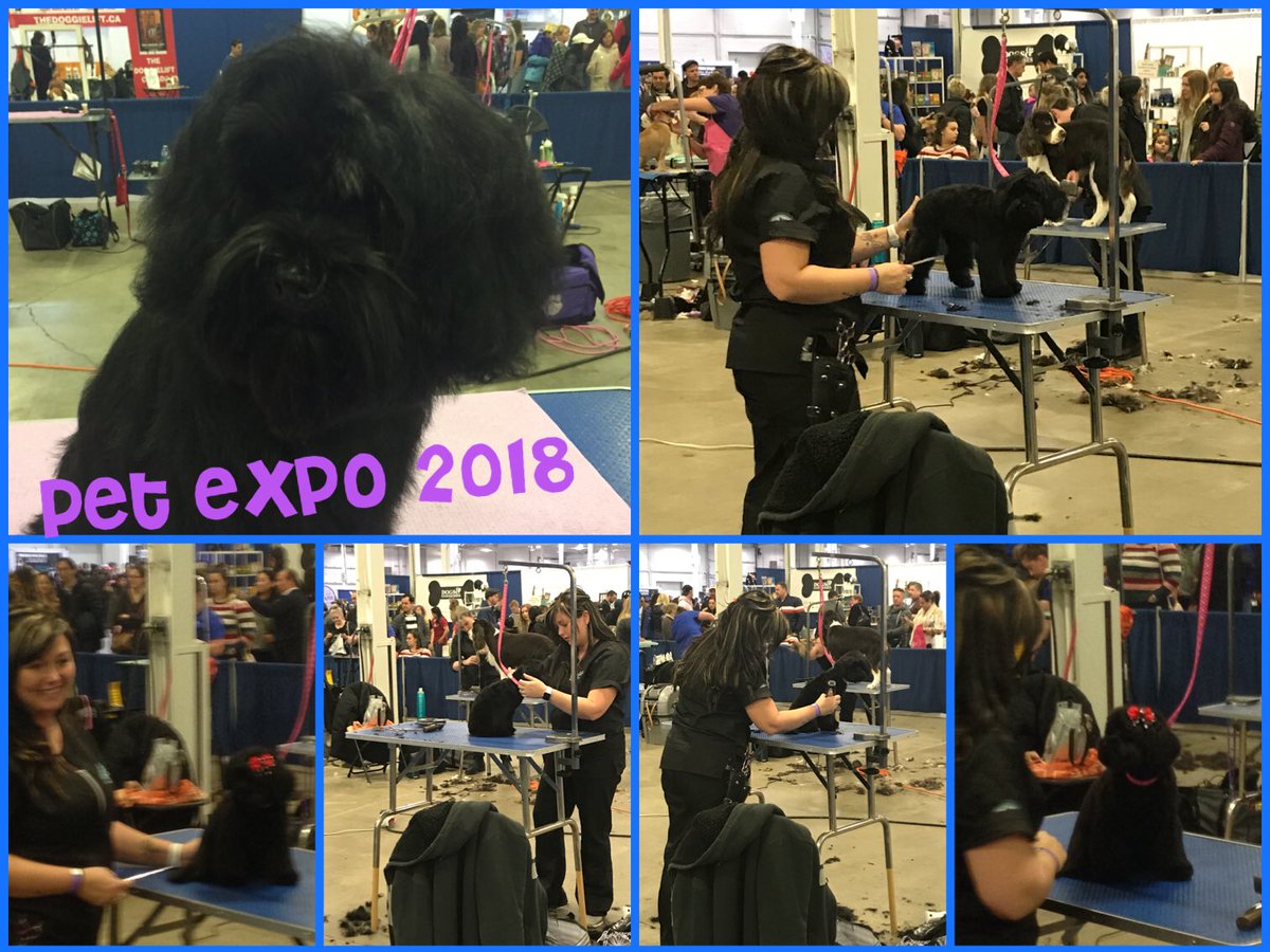 Entered my 1st grooming competition this weekend! Took home🥇Friday!! A BIG congrats to <a href="/AmyCatherine_/">Amy Janzen</a>  PSL @ 919 Ancaster for bringing home🥉!! Thank you to those who helped push me and support me!! #canadianpetexpo <a href="/ThatJenKelly/">Jennifer Kelly</a> @BrandenKennedy3 <a href="/robsmithbluejay/">Rob Smith</a> <a href="/REvansNTor/">Rebecca Evans</a>