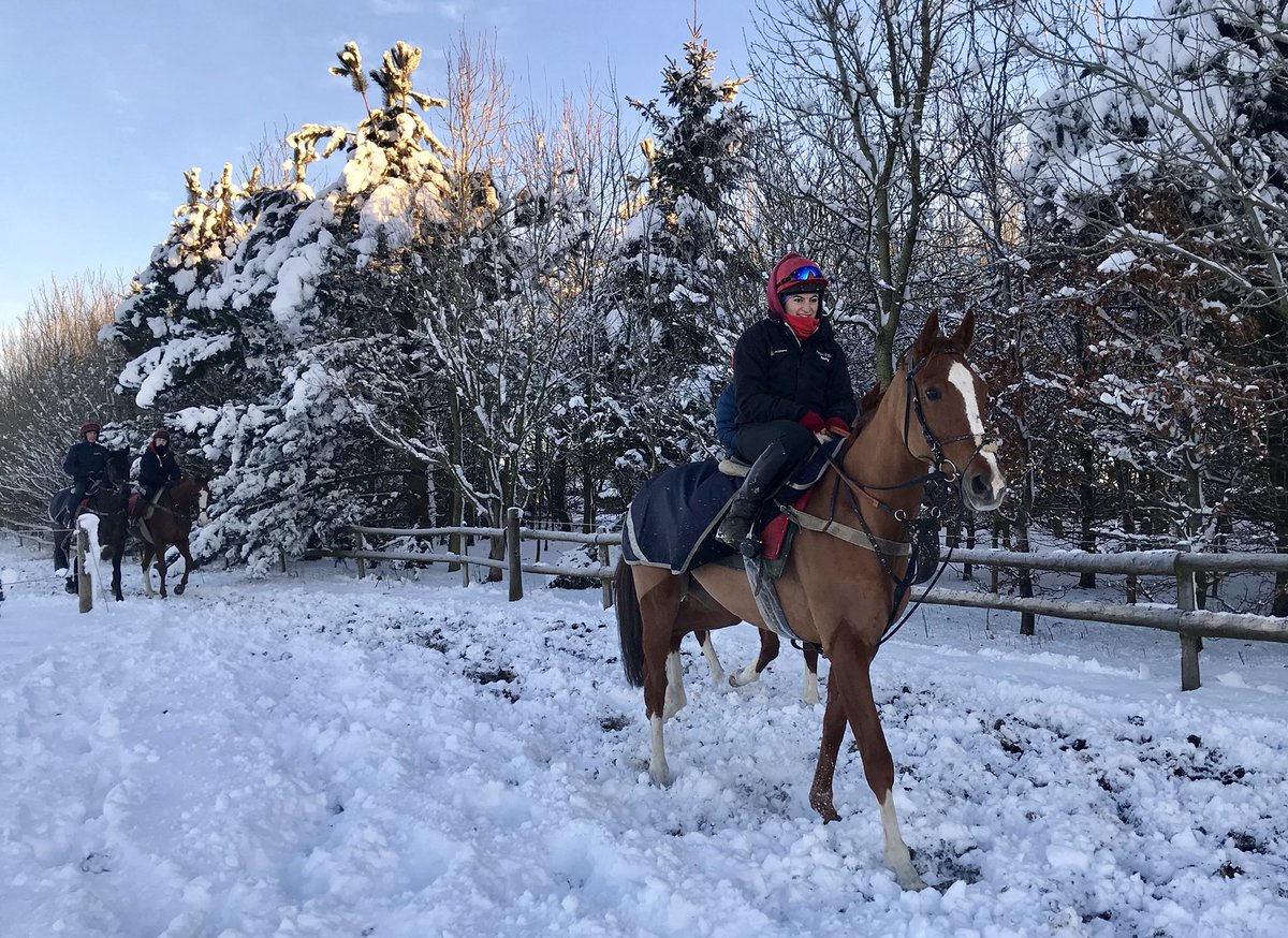 FOBRacing's tweet photo. Many requests for Poetic Rhythm, taken in December 2017 (he was rushed to the vet later that night with colic) 

#ChallowHurdle #GradeOne https://t.co/txnuMeOspd