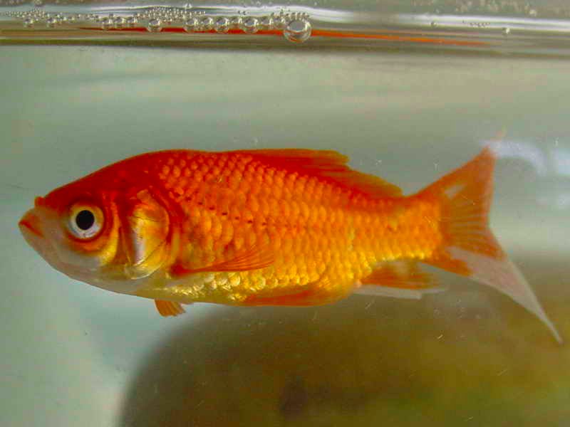 gtainvasion's tweet photo. Did you know that pets can be invasive? #Goldfish may harm native species by competing with and eating native fish, and can also carry disease that can affect local fishes. Make sure you’re not releasing them back into the wild, even if you don't want them anymore! #GTAInvasion https://t.co/9ASqWx8Vrs