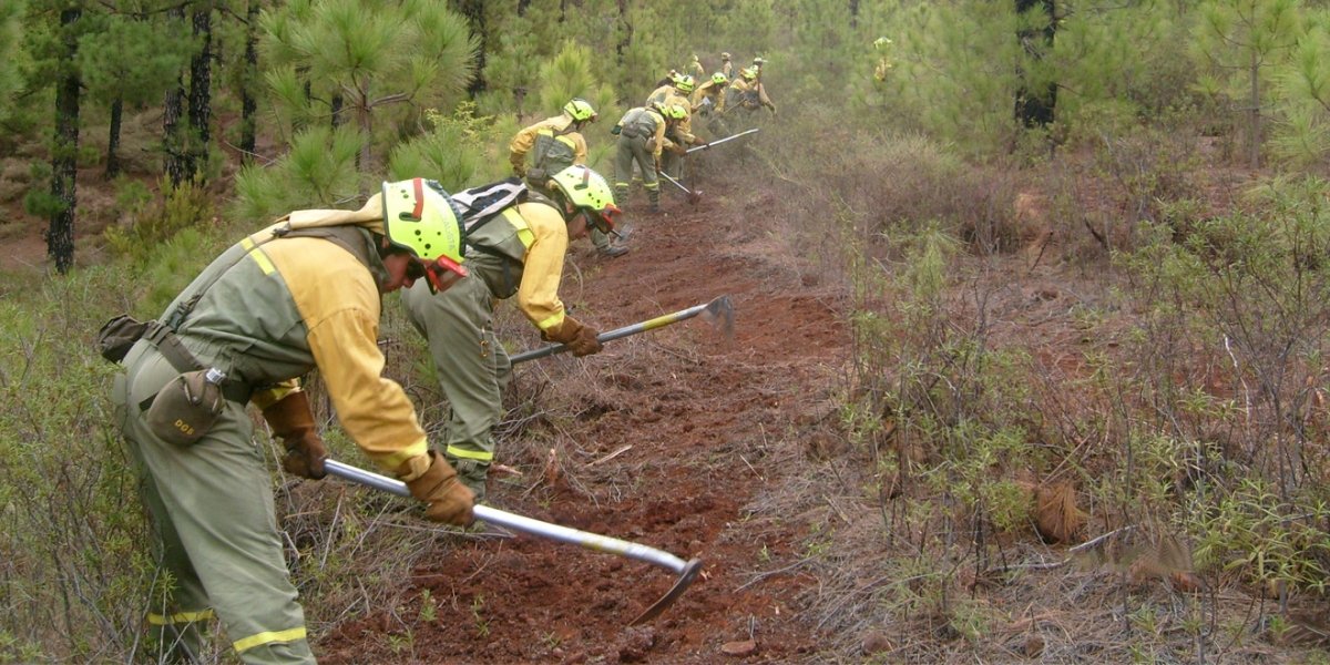 #SelviculturaPreventiva: El objetivo fundamental de estos trabajos es eliminar combustible seco del monte, romper la continuidad de masas forestales y diversificar la estructura del bosque para limitar la expansión del fuego #IIFF #PLEIF2018