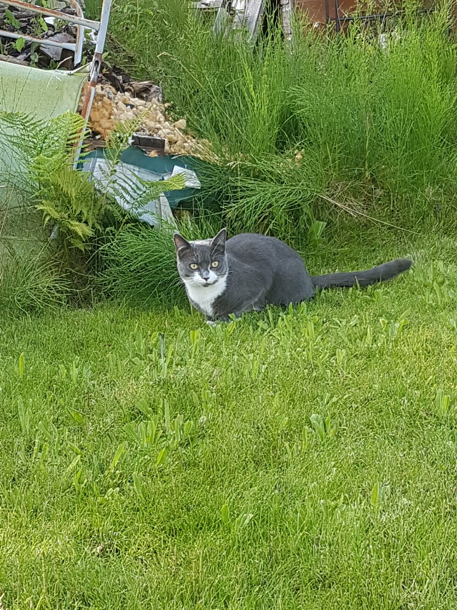 Ecohoof's tweet photo. Just received a comment from a customer 
Just wanted to let u know my poor wee cat was attacked by a fox last night &amp; her ear was a mess. big tear thro it and took a while to stop bleeding Cleaned it &amp; smothered it in #pinkhoofclay &amp; it looks so much better today. #MagicInATub https://t.co/atCpp4SbBO