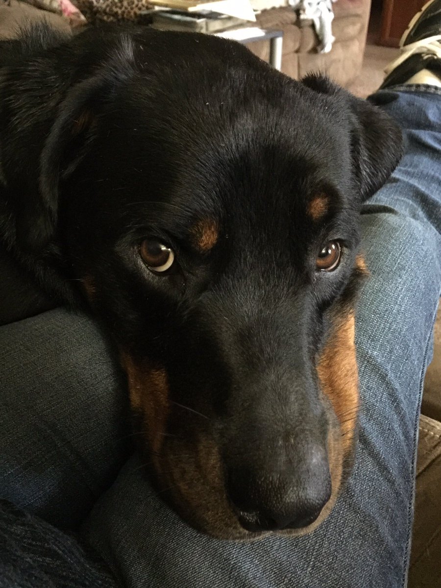 Sabrebluedobie's tweet photo. My husband’s PTSD service dog, Zeke. Beautiful Rottie. #Rottweiler #dogsoftwitter https://t.co/NxloM5pSkg