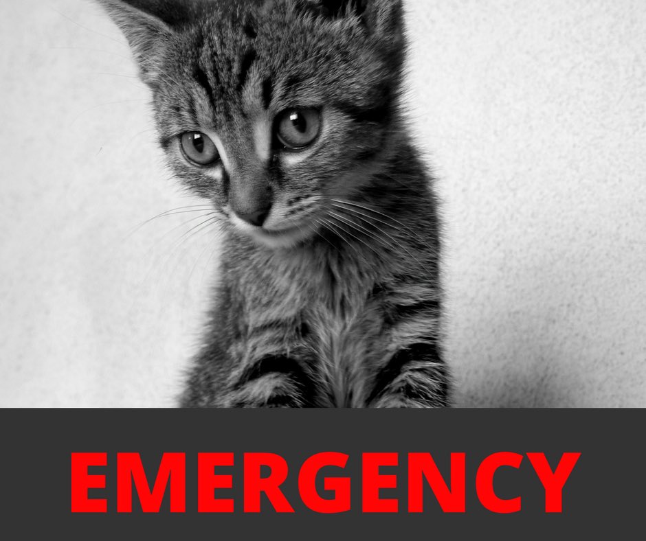 CTCatConnection's tweet image. We have an emergency and we need your help. buff.ly/2GNo06P #catsoftwitter #emergency #connecticut