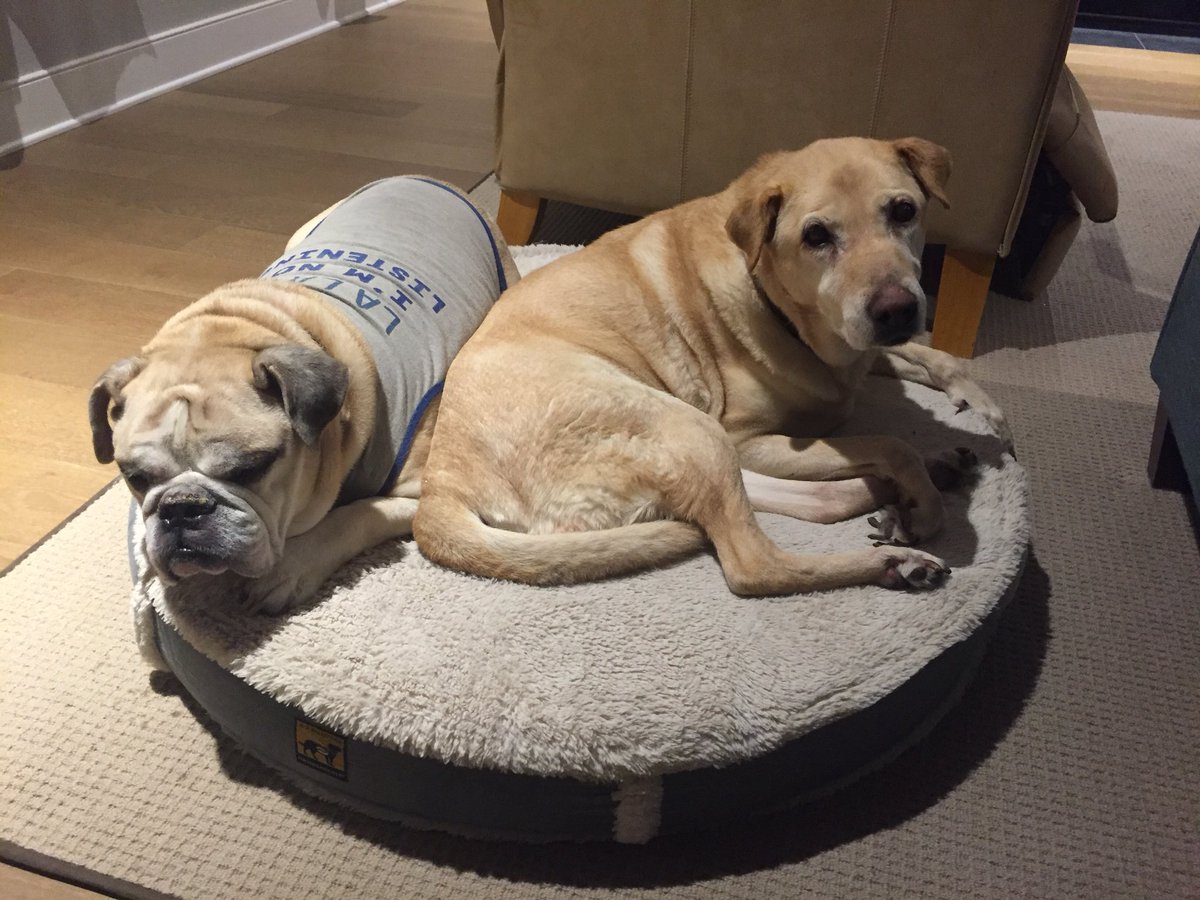 ShoeBee1997's tweet photo. The countdown is on. One week till I get in a car with these crazy beasts and drive to California to meet up with @alanshoebridge https://t.co/ooYj0UeqDO