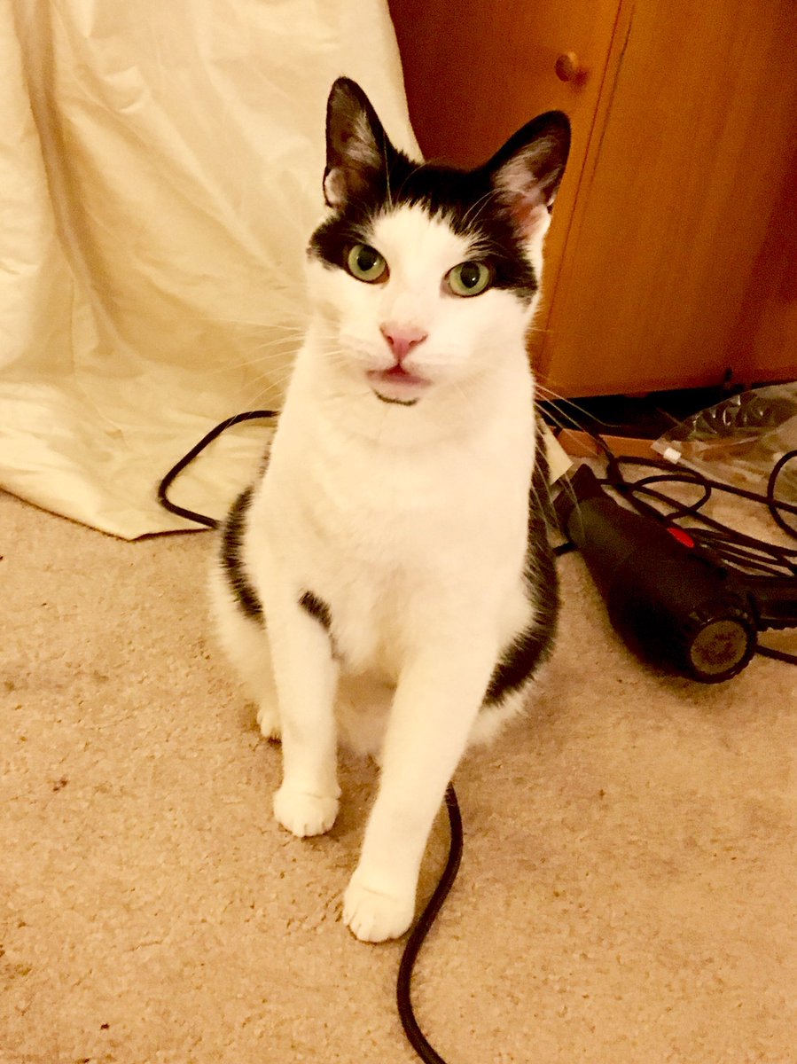 GardensWithDogs's tweet image. Easter Monday Office Cat: is a style and blow-dry too much to ask? Is it? #kittychic #cat #cats #CatsOfTwitter #catsofworld #officecat