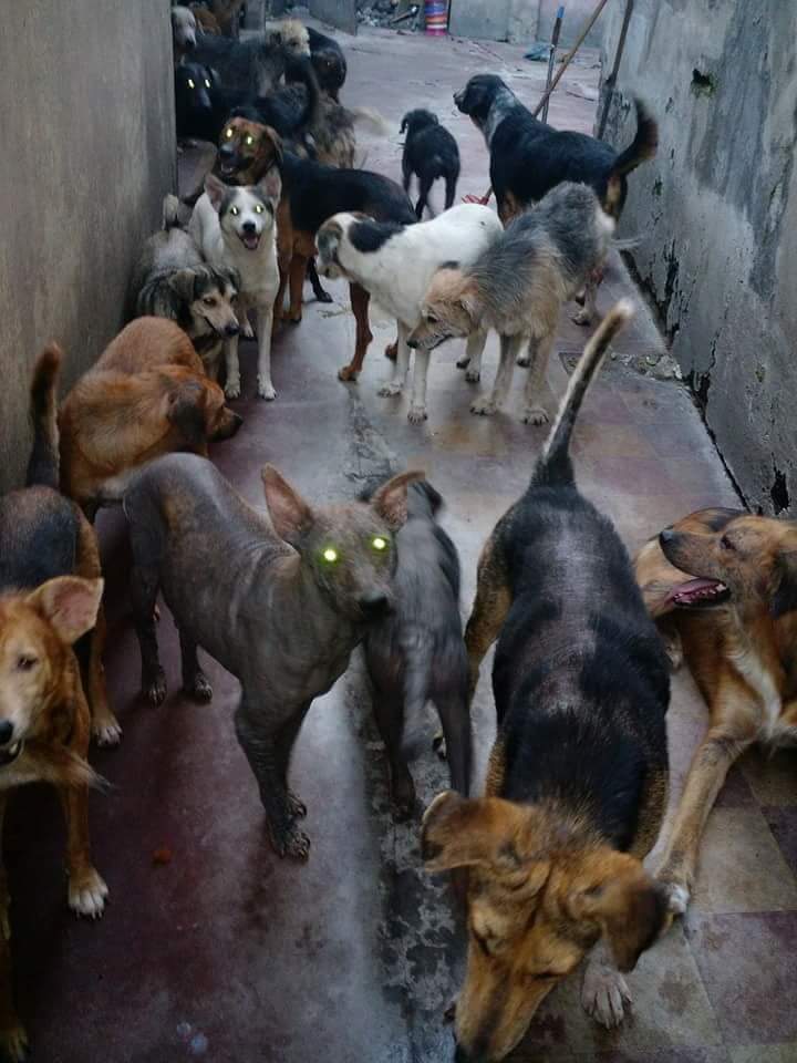 mebolcomba's tweet image. En Alsina, bajo el puente, hay una casa con más de 
80 🐕😢
De todo tamaño y edades. Los ayuda Mónica Pavesio pero las condic de vida y el hacinamiento no son ideales😔 Necesita adoptantes y tránsitos para poder sacarlos de ahí y darles una vida mejor🙏

facebook.com/monica.pavesio…