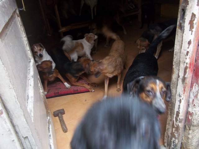 mebolcomba's tweet image. En Alsina, bajo el puente, hay una casa con más de 
80 🐕😢
De todo tamaño y edades. Los ayuda Mónica Pavesio pero las condic de vida y el hacinamiento no son ideales😔 Necesita adoptantes y tránsitos para poder sacarlos de ahí y darles una vida mejor🙏

facebook.com/monica.pavesio…